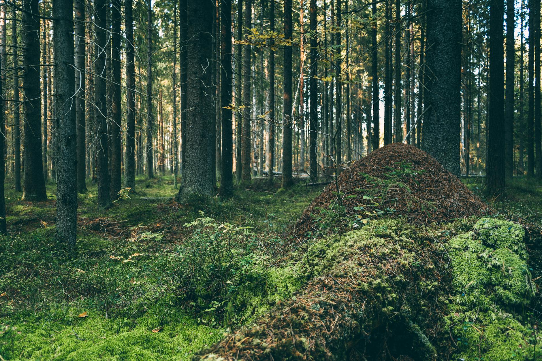 5 Signs Your Property Needs Forestry Mulching
