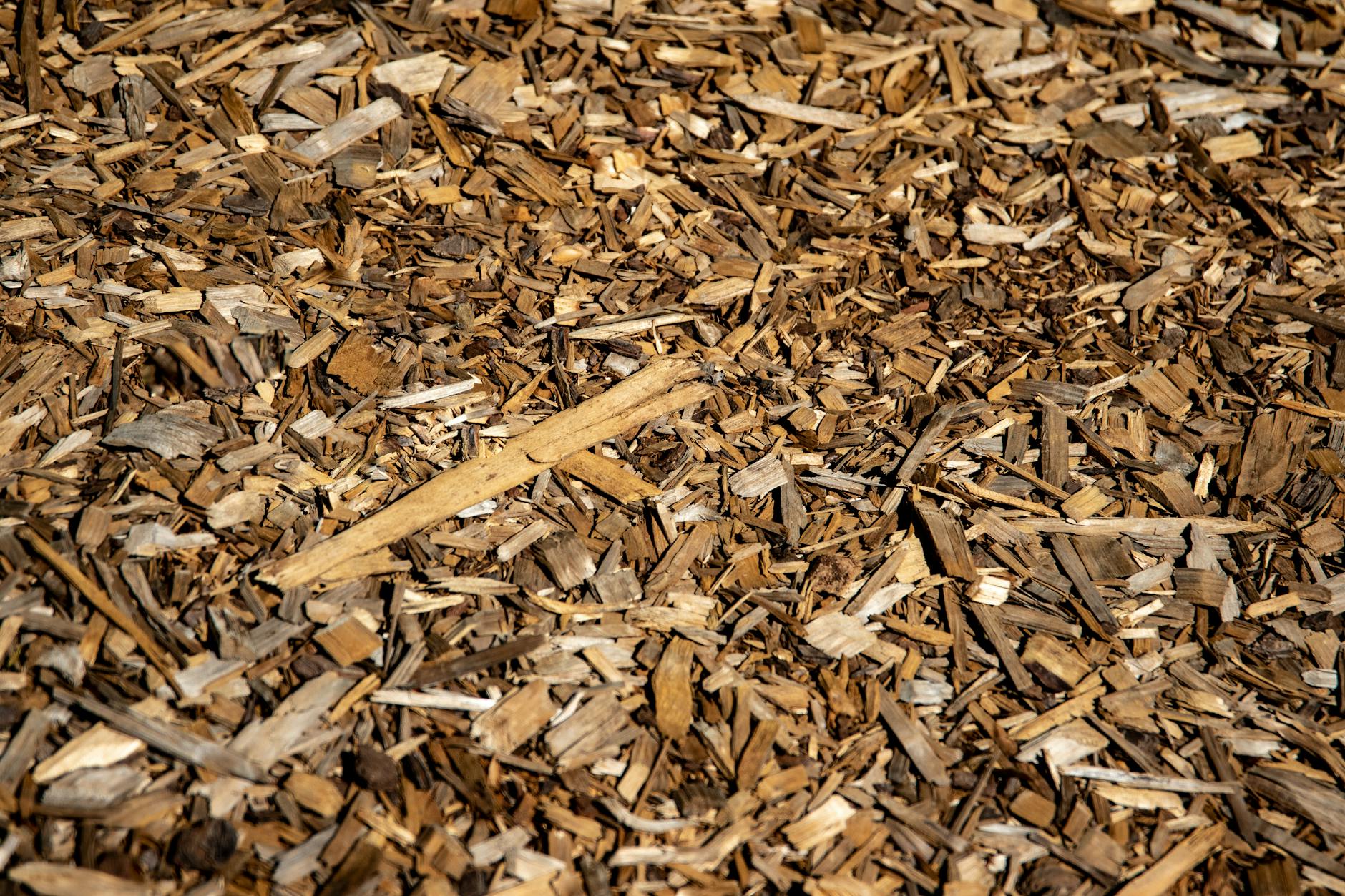 What Is Forestry Mulching? Everything You Need to Know